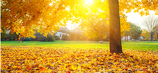 Photo of trees, leaves and the sun